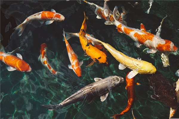 夢到了一群大魚怎麼說_周公解夢