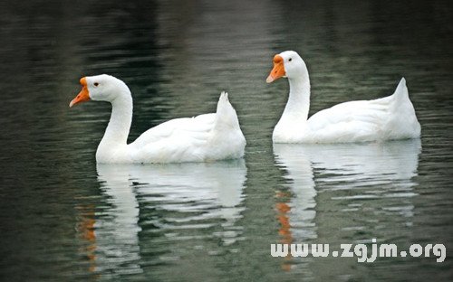 夢見鵝咬我