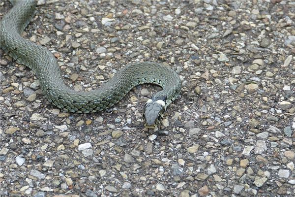 夢見和蛇搏鬥_周公解夢