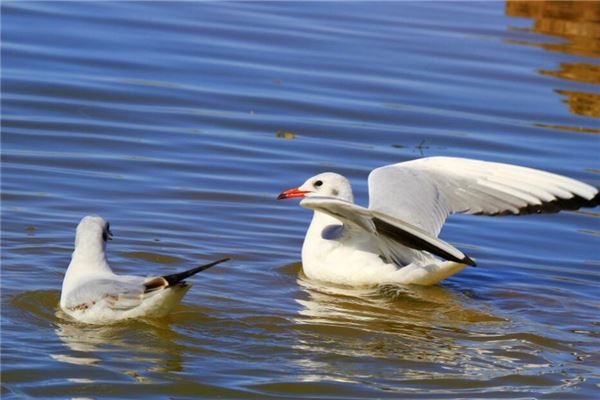 夢見兩隻鳥_周公解夢