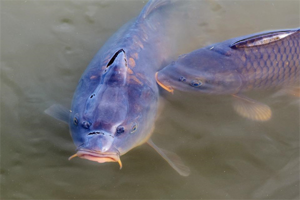 夢到炒魚代表著什麼？_周公解夢