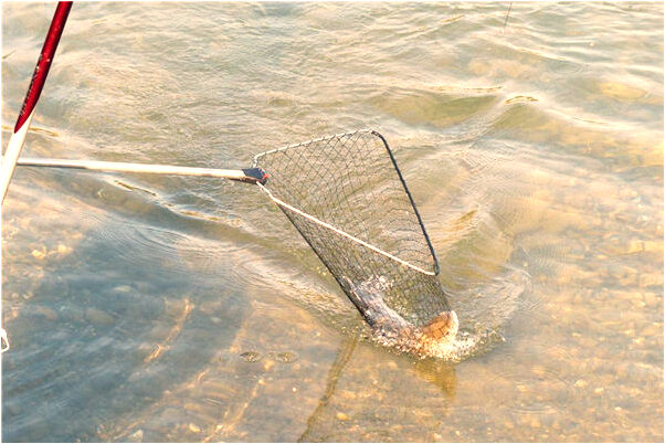 夢到了網大魚意味著什麼_周公解夢官網