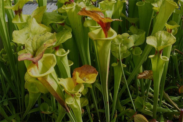 夢見食人花是吉兆嗎?_周公解夢