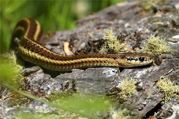 夢見蛇纏右腿_周公解夢