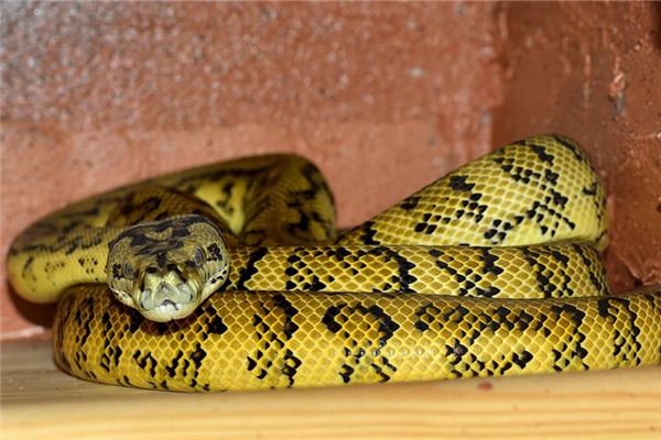 屬蛇的年齡表格_十二生肖