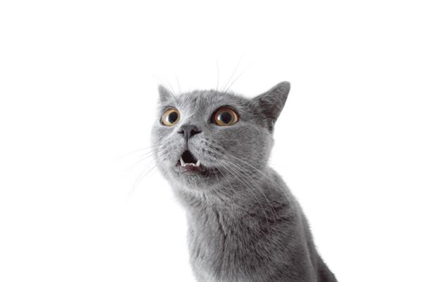 夢見把兇惡的貓打死了_周公解夢