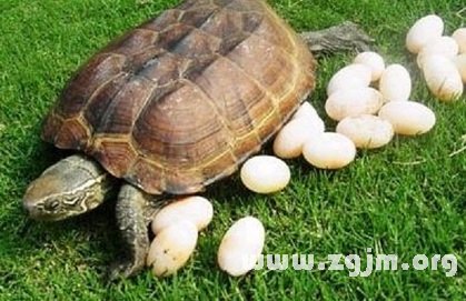 夢見烏龜蛋