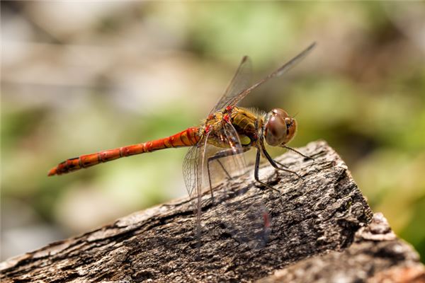 夢見蜻蜒意味著什麼_周公解夢