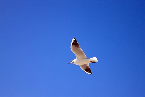 夢見海鷗_周公解夢