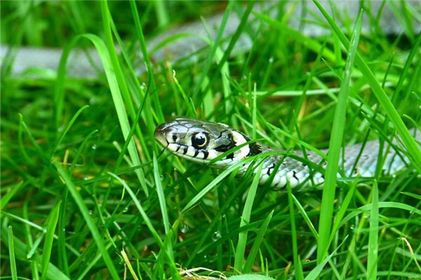 夢見一地小蛇_周公解夢