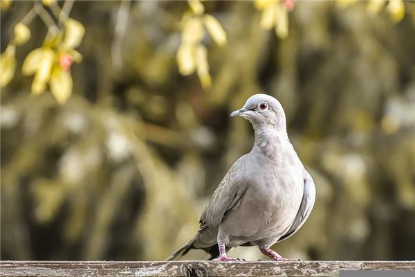 夢到死鴿子代表什麼_周公解夢