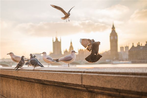 夢到屋內有鳥_周公解夢