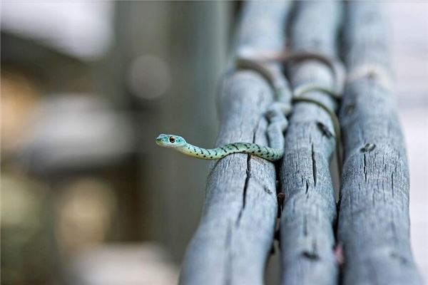 夢到青蛇_周公解夢