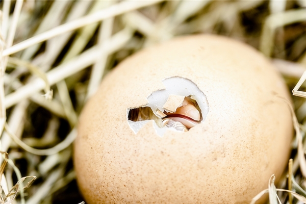 夢見破殼而出有什麼寓意嗎_周公解夢