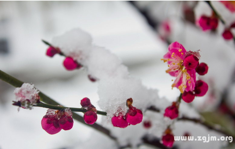 梅花的花語