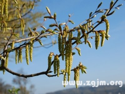 榛花的花語