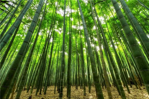 夢到竹樹意味著什麼_周公解夢