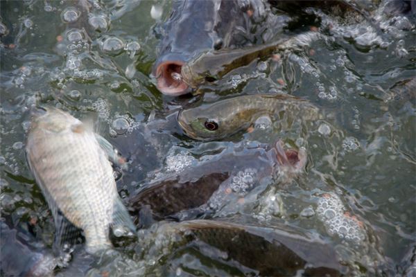 夢見漲水好多魚_周公解夢