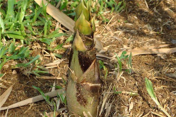 夢到小筍的預兆_周公解夢