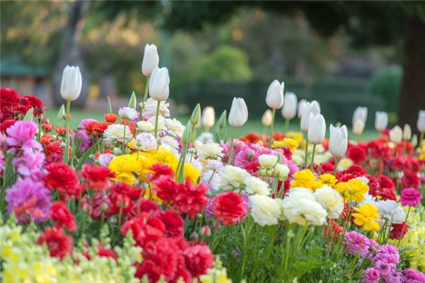 夢見開花了是什麼意思_周公解夢
