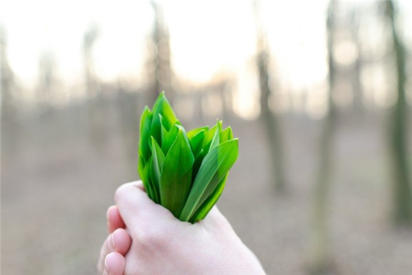 夢到拔韭菜預示什麼_周公解夢