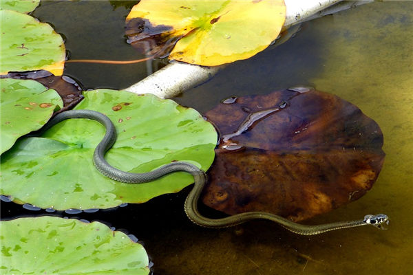 夢見3條蛇是什麼意思啊_周公解夢