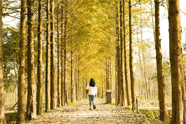 夢見背影_周公解夢