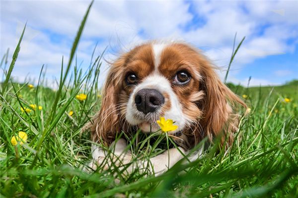 夢到狗咬到右手_周公解夢