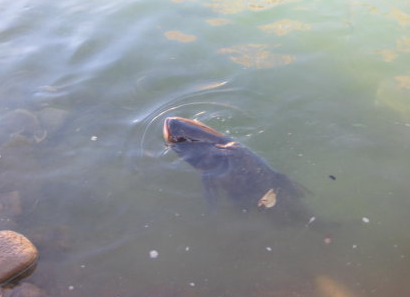 夢見大魚在水中游