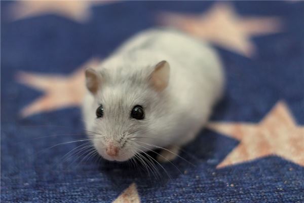 夢到打老鼠什麼意思_周公解夢