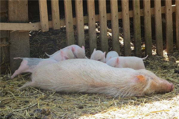 夢到了吃豬食意味什麼_周公解夢