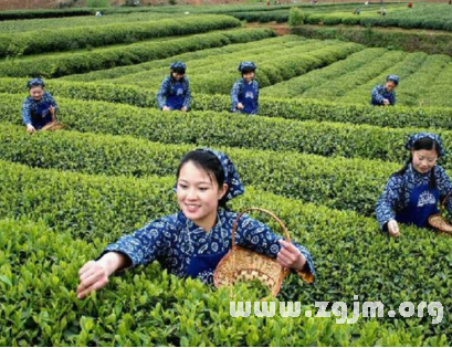 夢見採茶葉