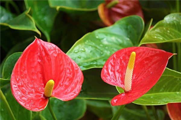 夢到紅掌是什麼預兆_周公解夢