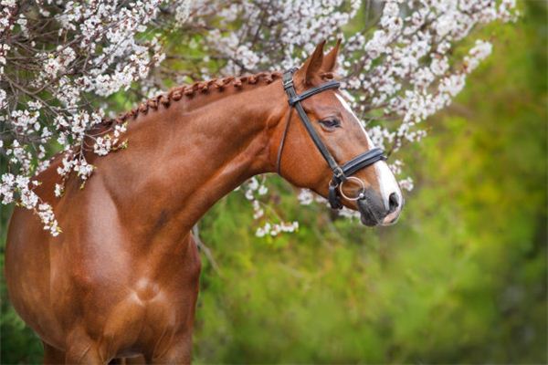 馬年女人的性格_十二生肖
