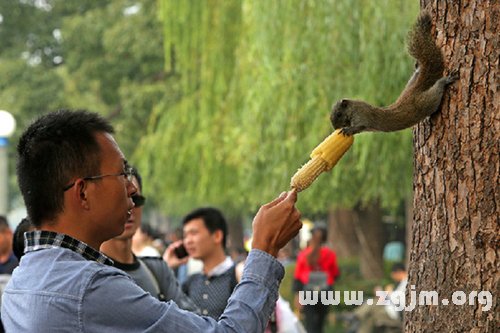 夢見很多松鼠