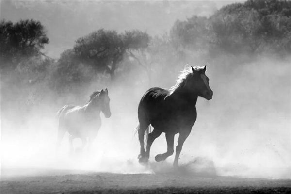 生肖屬馬的人有何缺點_十二生肖