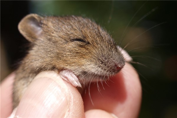 夢到自己變成老鼠預示了什麼_周公解夢