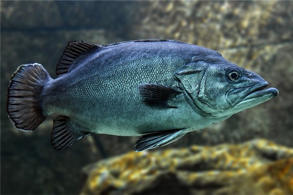 夢見逮黑魚什麼預兆_周公解夢