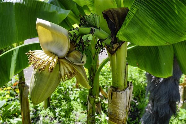 夢見巴蕉樹是凶兆還是吉兆_周公解夢