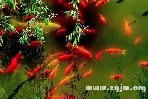 夢見紅魚