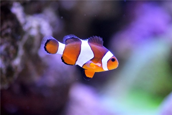 夢到小魚仔啥意思_周公解夢