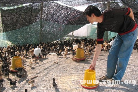 夢見雞在啄食飼料