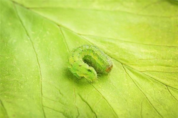 夢見體內鑽出蛆_周公解夢