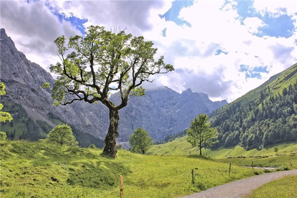 夢到種大樹是什麼啟示_周公解夢