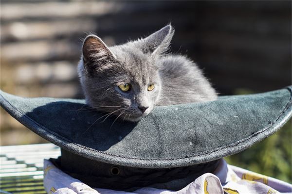 夢到貓死了_周公解夢