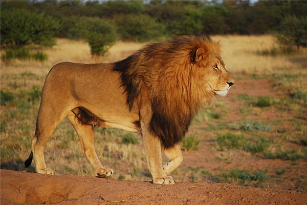 夢見獅子小狐濡尾_周公解夢