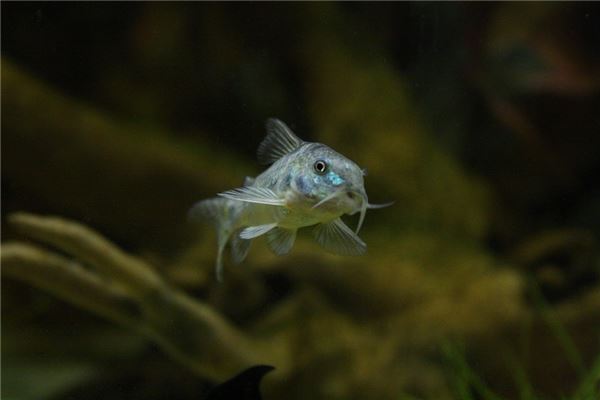 夢見活魚_周公解夢