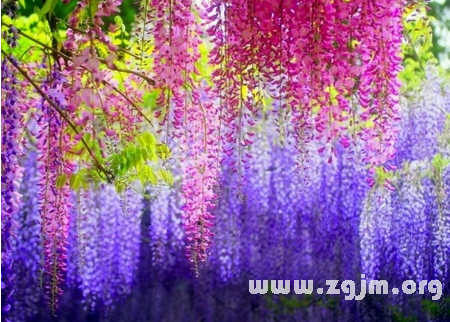 紫藤花的花語
