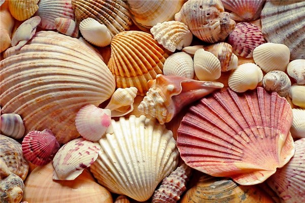 夢見吃蛤蜊有什麼說法_周公解夢