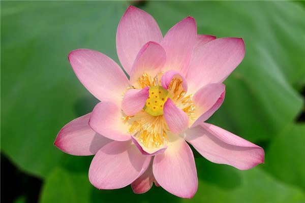 夢到了蓮花座有什麼含義_周公解夢